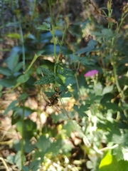 Geranium × oxonianum