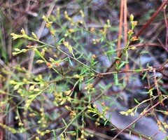 Lechea sessiliflora