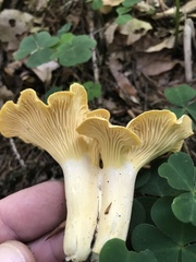 Cantharellus amethysteus