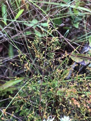Lechea sessiliflora