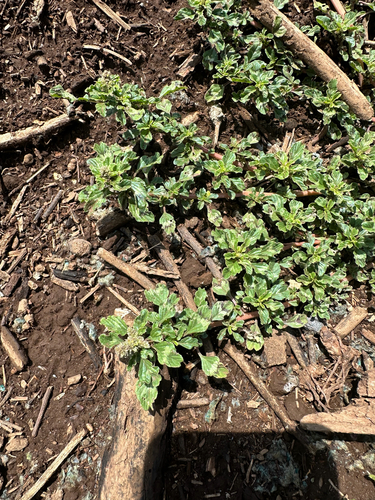 Amaranthus emarginatus, 2025-04-23
