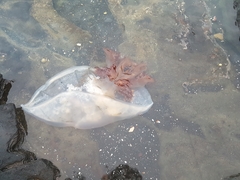 Nemopilema nomurai