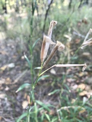 Dianthus superbus stenocalyx