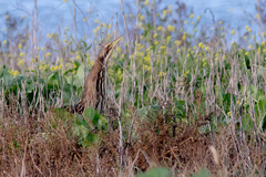 Botaurus poiciloptilus
