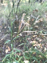 Dianthus superbus stenocalyx