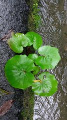 Petasites formosanus