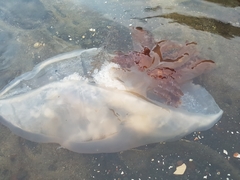Nemopilema nomurai