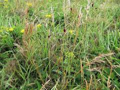 Helictochloa hookeri