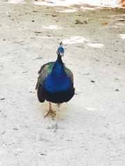 Pavo cristatus