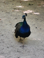 Pavo cristatus