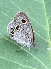 Ypthima argus
