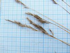 Helictochloa hookeri