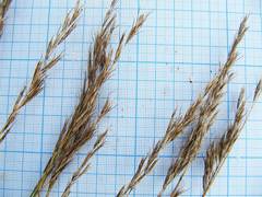 Helictochloa hookeri