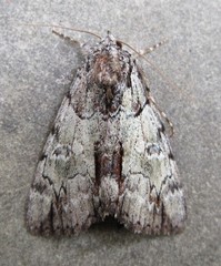 Catocala praeclara