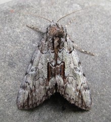 Catocala praeclara