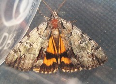 Catocala praeclara