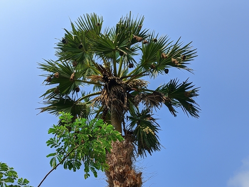 Image of Borassus flabellifer by (c) HM Emon, some rights reserved (CC BY)