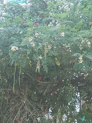 Moringa oleifera