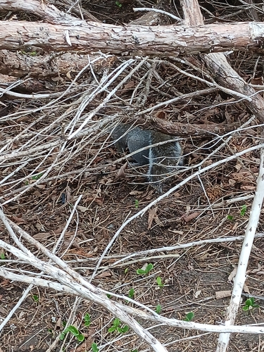 Eastern Gray Squirrel