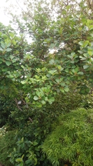 Ficus triangularis