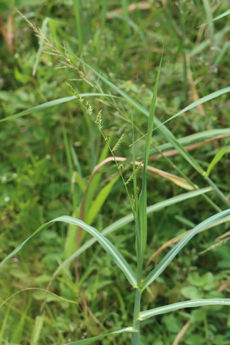 Foto de Capim-arroz