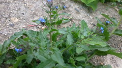 Anchusa arvensis orientalis