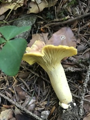 Cantharellus amethysteus