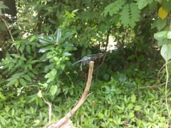 Hylaeothemis apicalis