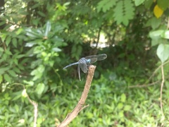 Hylaeothemis apicalis