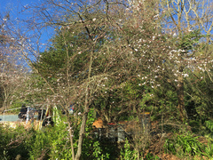 Prunus cerasifera pissardii