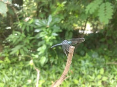 Hylaeothemis apicalis