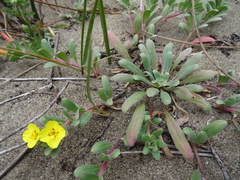 Camissoniopsis cheiranthifolia