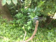 Hylaeothemis apicalis