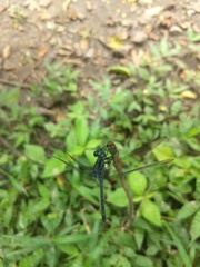 Hylaeothemis apicalis