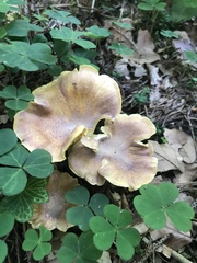 Cantharellus amethysteus