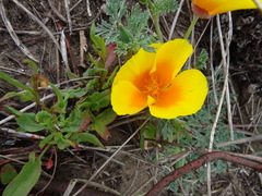 Eschscholzia californica californica