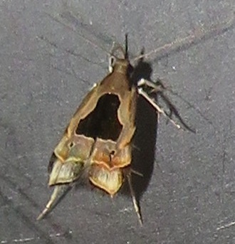 Brachmia septella