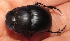 Metacatharsius opacus