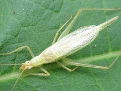 Oecanthus longicauda