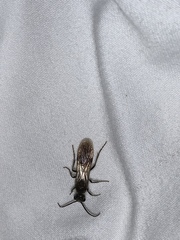 Sphaeropthalma marpesia
