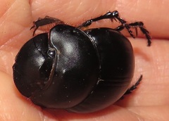 Metacatharsius opacus