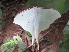 Actias artemis