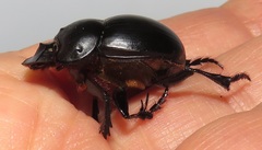 Metacatharsius opacus