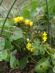 Amsinckia spectabilis