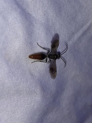 Sphaeropthalma marpesia