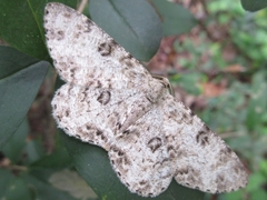 Ophthalmitis albosignaria