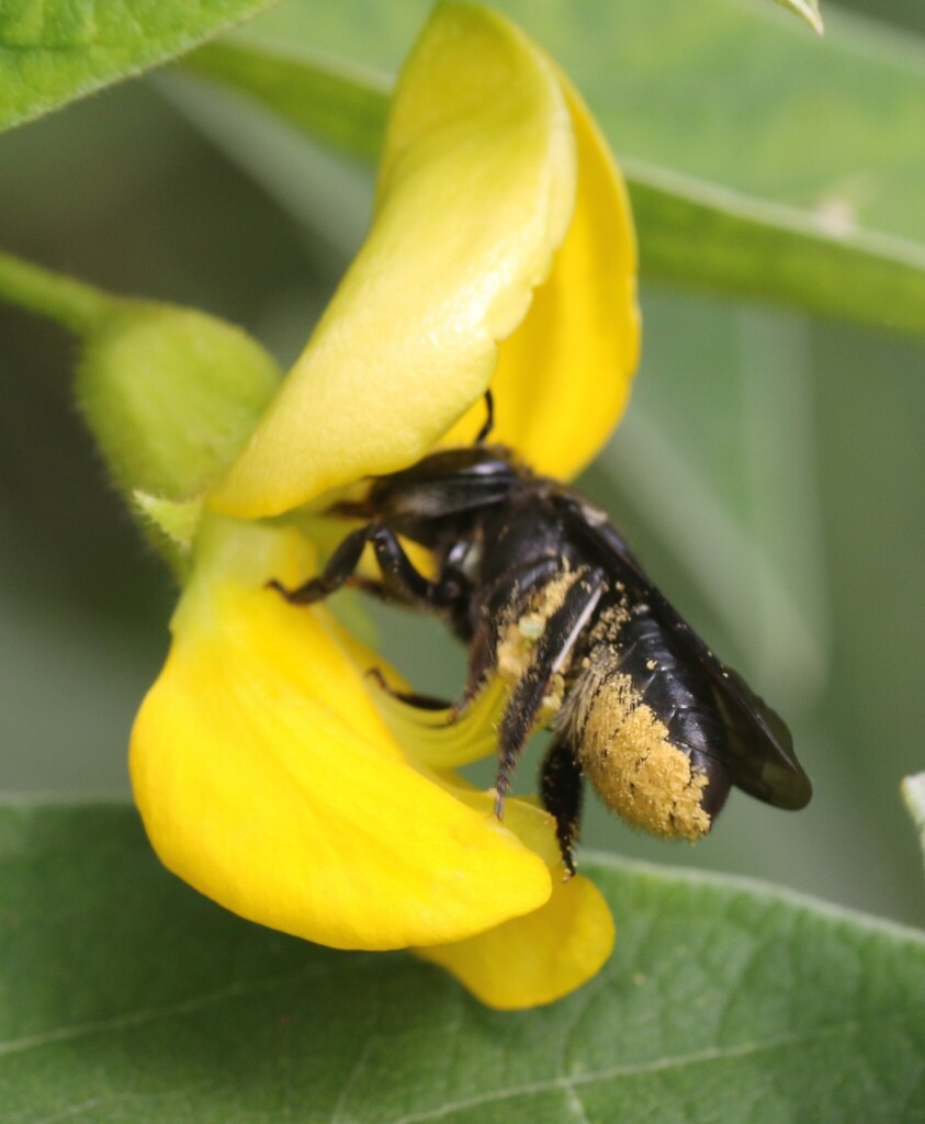 Megachile fiebrigi