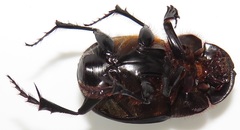 Metacatharsius opacus