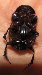 Metacatharsius opacus