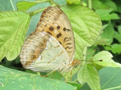 Argynnis laodice